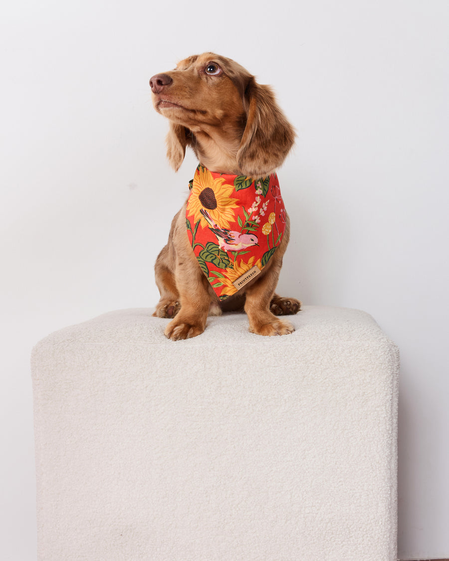 Small brown dog wearing an orange sunflower-print pet bandana while seated on a white pedestal.