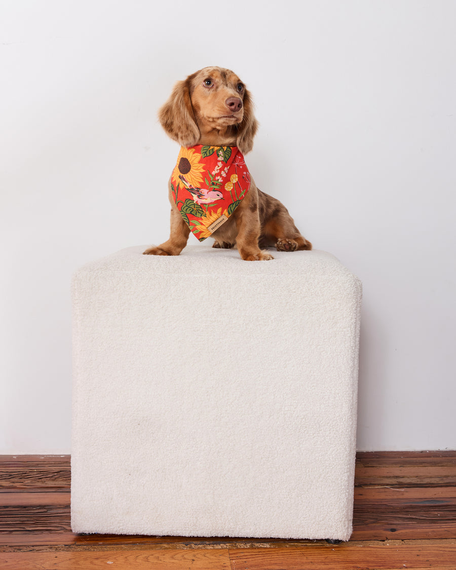 Small brown dog wearing an orange sunflower-print pet bandana while seated on a white pedestal.