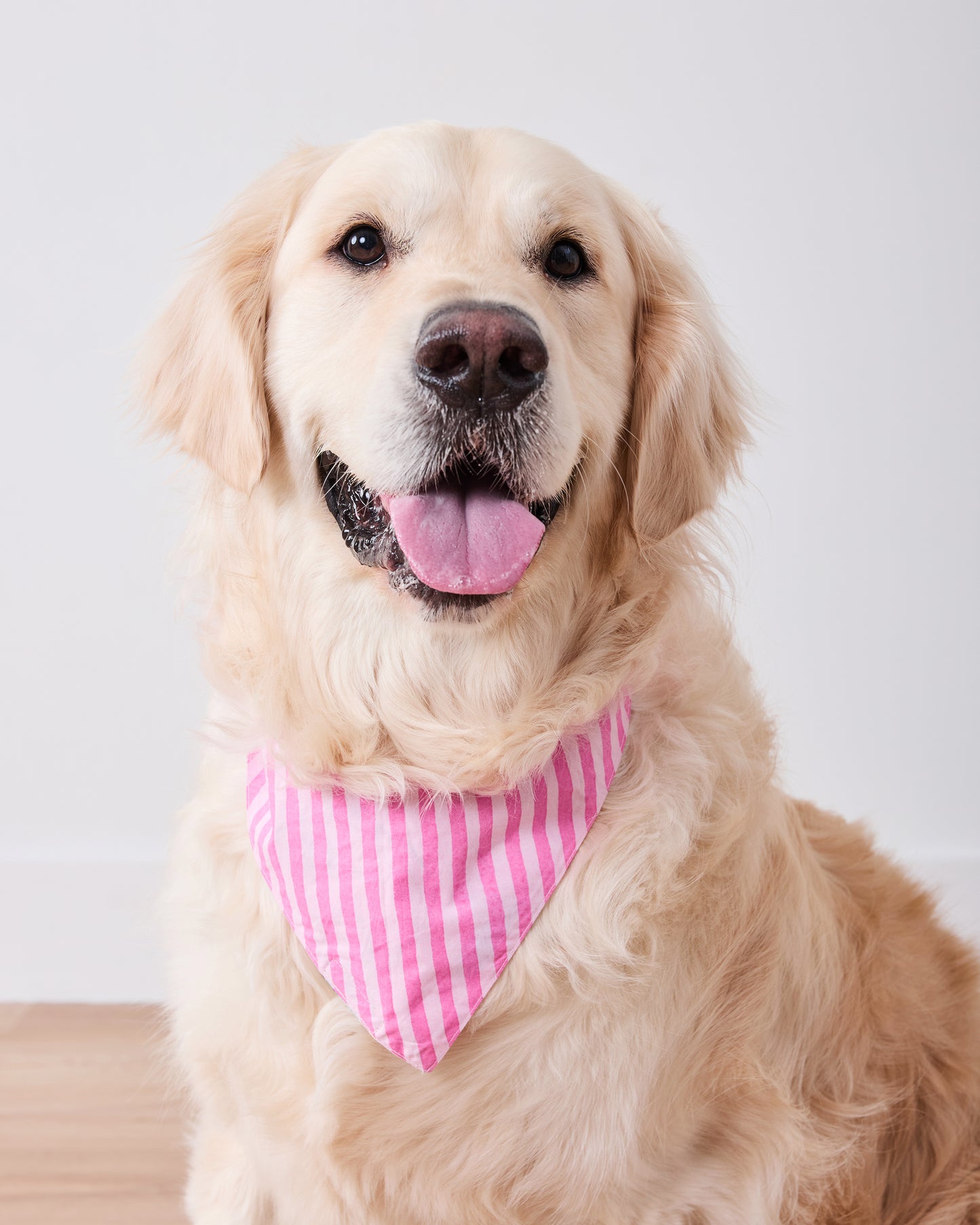 Golden retriever wearing the pink-and-white striped side of the reversible pet bandana.